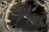 Petrified Wood (Schinoxylon) Limb Section - Blue Forest, Wyoming #371094-1